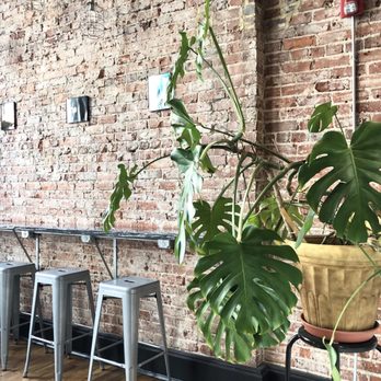 Status Dough - Monstera by the "bar" - Donuts Near Me - Knoxville, Tennessee Status Dough - Monstera by the "bar" - Donuts Near Me - Knoxville, Tennessee