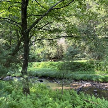 Cook Forest State Park - Parks Near Me - Cooksburg, Pennsylvania Cook Forest State Park - Parks Near Me - Cooksburg, Pennsylvania