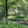 Photo of Cook Forest State Park