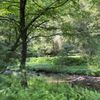 Cook Forest State Park gift card
