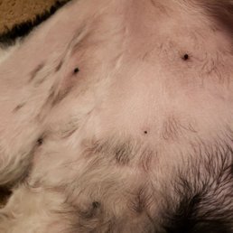 Bottom right nipple removed by clippers. Bottom right nipple removed by clippers.