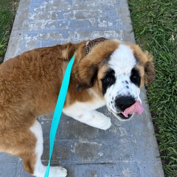 The Dog House Grooming - Pet Groomers Near Me - Tulare, California