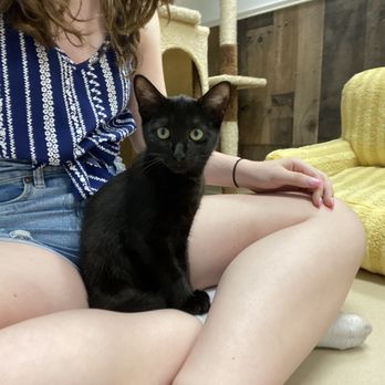 Patriot Pawsabilities - Black cat - Pet Adoption Near Me - Fairfax, Virginia Patriot Pawsabilities - Black cat - Pet Adoption Near Me - Fairfax, Virginia