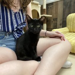 Patriot Pawsabilities - Black cat