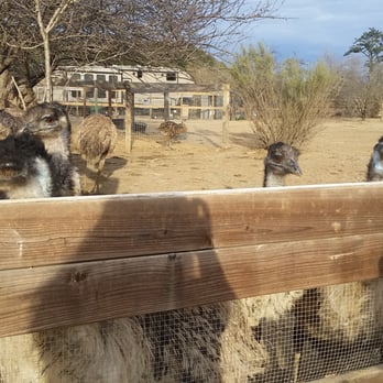 Ostrichland USA - Attraction Farms Near Me - Solvang, California Ostrichland USA - Attraction Farms Near Me - Solvang, California