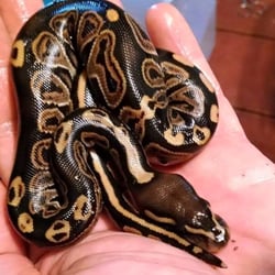 C & C Tropical Paradise Pet Shop - Male Black Pastel 100% het albino hatched at our breeding facility New Liberty Reptile Creations on 6/26/2015