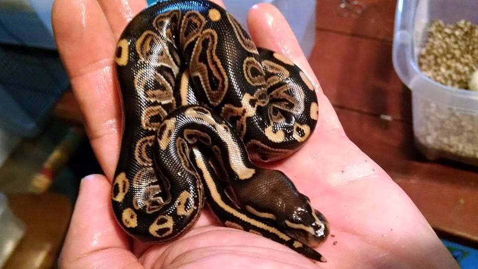 C & C TROPICAL PARADISE PET SHOP Updated September 2024 133 N Front