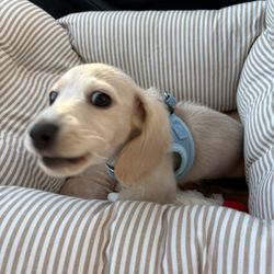 Crown Dachshunds
