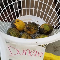 Excalibur Fruit Trees - Duncan