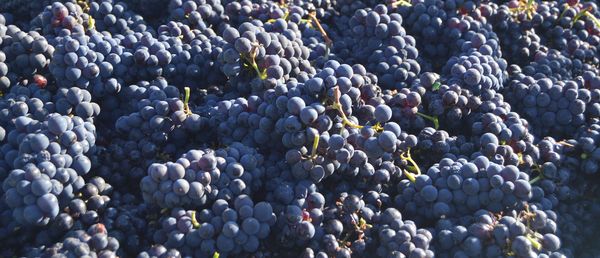 Jamie Slone Wines by null