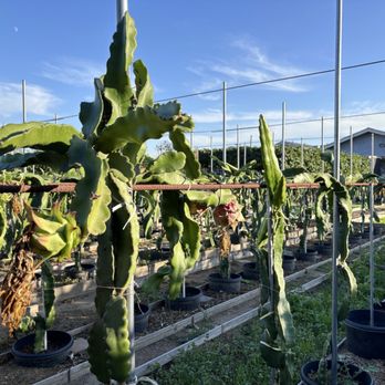Vegetable Garden - Fruits & Veggies Near Me - Hawaiian Gardens, California Vegetable Garden - Fruits & Veggies Near Me - Hawaiian Gardens, California