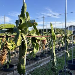 Vegetable Garden