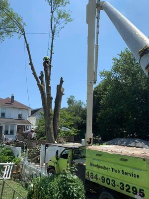 WOODPECKER TREE SERVICE - Updated January 2025 - 77 Photos - 5829