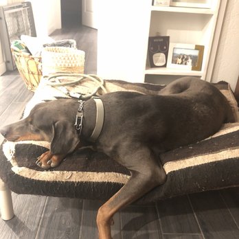 K911! - Obi really relaxing on "place." - Pet Training Near Me K911! - Obi really relaxing on "place." - Pet Training Near Me