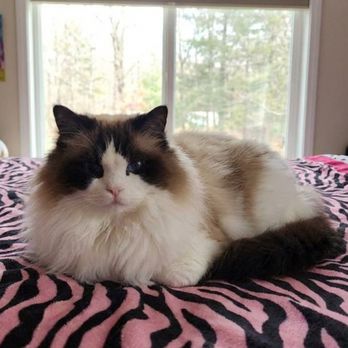Willetteragdol - Pet Breeders Near Me