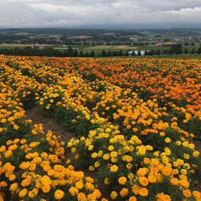 Flower Land Kamifurano by null