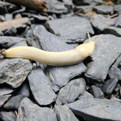 Heather Lake - Banana slug