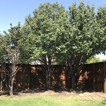 Twin Oak Solutions - After - Tree Services Near Me