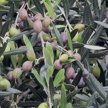 Queen Creek Olive Mill - olives on tree - Sandwiches Near Me - Queen Creek, Arizona Queen Creek Olive Mill - olives on tree - Sandwiches Near Me - Queen Creek, Arizona