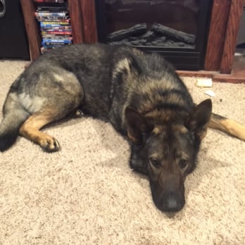 University K9 - Pet Training Near Me - Clackamas, Oregon