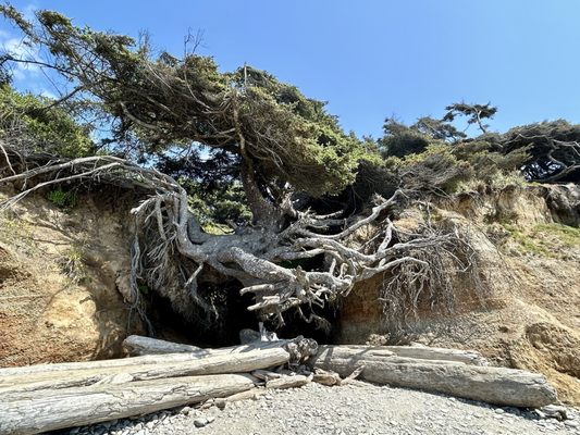 Kalaloch Campground by null