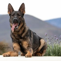 K9 Clarity