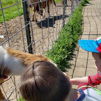 GoatHouse Brewing Co - My husband loves to come here for a few beers and the kids love the goats encounter on a sunny warm day. Yummy food trucks. - Breweries Near Me - Lincoln, California GoatHouse Brewing Co - My husband loves to come here for a few beers and the kids love the goats encounter on a sunny warm day. Yummy food trucks. - Breweries Near Me - Lincoln, California