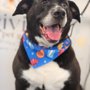Photo of Riviera Mobile Pet Grooming