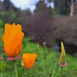 UC Davis Arboretum and Public Garden
