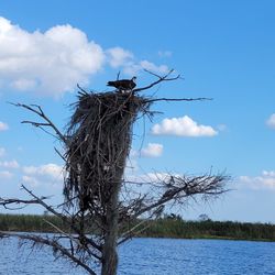 Marsh Beast Airboat Tours - Osprey nest one of many