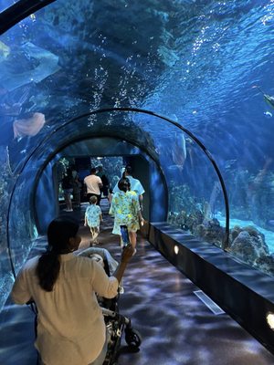 Moody Gardens Attractions Theme Park by null