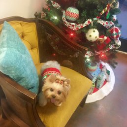 My Princess at QC Canine Design taking her Holiday picture My Princess at QC Canine Design taking her Holiday picture