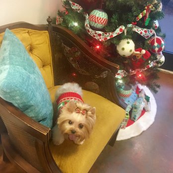 QC Canine Design - My Princess at QC Canine Design taking her Holiday picture - Pet Groomers Near Me - Charlotte, North Carolina QC Canine Design - My Princess at QC Canine Design taking her Holiday picture - Pet Groomers Near Me - Charlotte, North Carolina