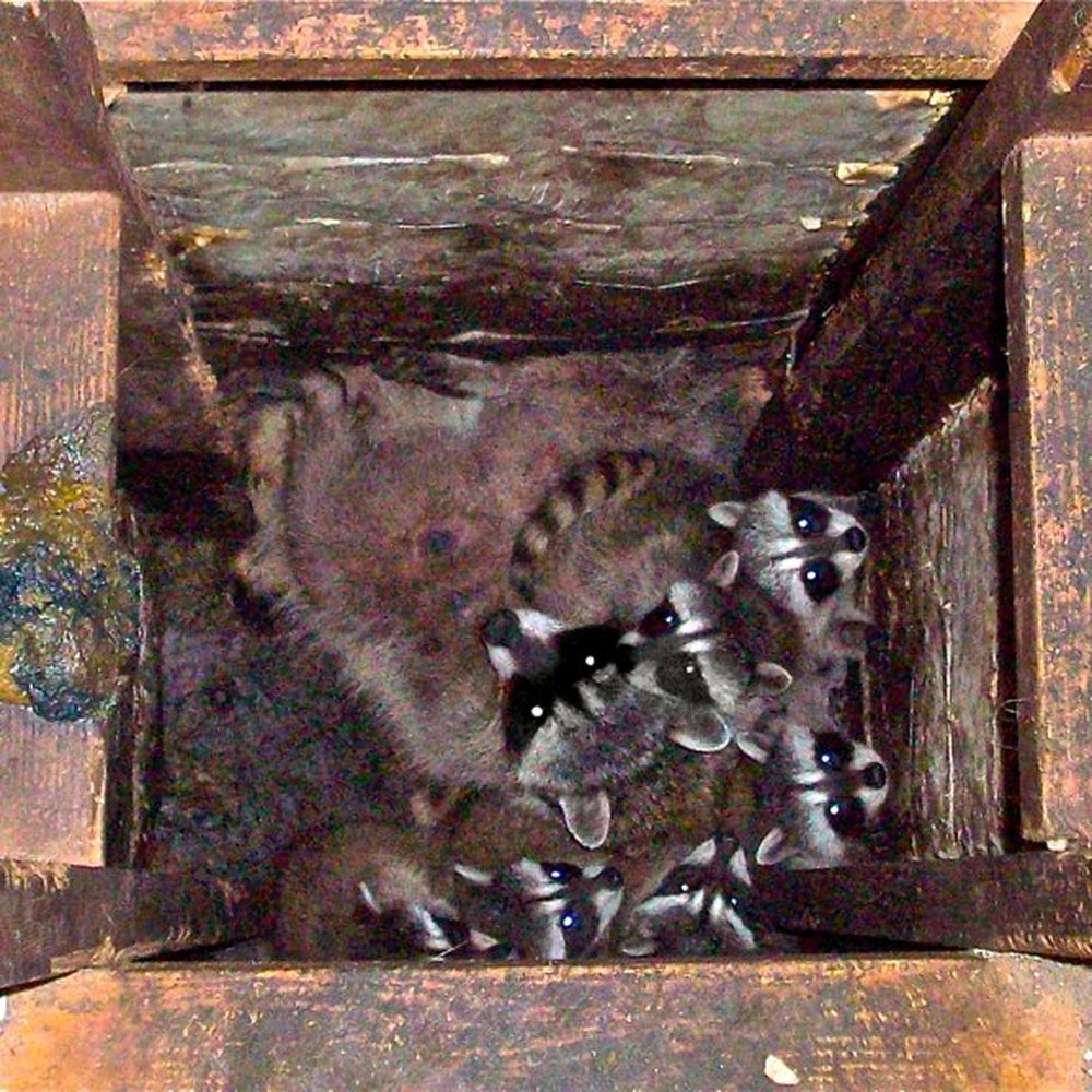 TOP 10 BEST Skunk Removal near South El Monte, CA - Updated 2026 - Yelp