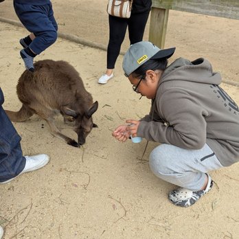 Featherdale Wildlife Park - Feeding a wallaby - Parks Near Me - Doonside, NSW Featherdale Wildlife Park - Feeding a wallaby - Parks Near Me - Doonside, NSW