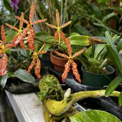 Flori-Culture Tropical Nursery