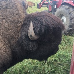 Great place to learn about bison conservation and see them up close. This is a unique experience for both young and old.