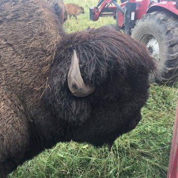 Broken Wagon Bison - Great place to learn about bison conservation and see them up close. This is a unique experience for both young and old. - Educational Services Near Me - Hobart, Indiana