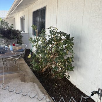 Colby Management - Left a dead tree and cut it in half - Property Management Near Me - Sun City, Arizona