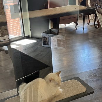 Lazy Cat Lounge - Cat lounge - Themed Cafes Near Me - Lowell, Massachusetts Lazy Cat Lounge - Cat lounge - Themed Cafes Near Me - Lowell, Massachusetts