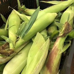 Breezy Gardens - Silver queen corn