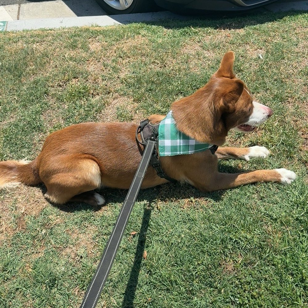 Bitches N Bubbles - Pet Groomers Near Me - Long Beach, California