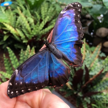 Indianapolis Zoo - Butterfly on my finger. - Zoos Near Me - Indianapolis, Indiana Indianapolis Zoo - Butterfly on my finger. - Zoos Near Me - Indianapolis, Indiana
