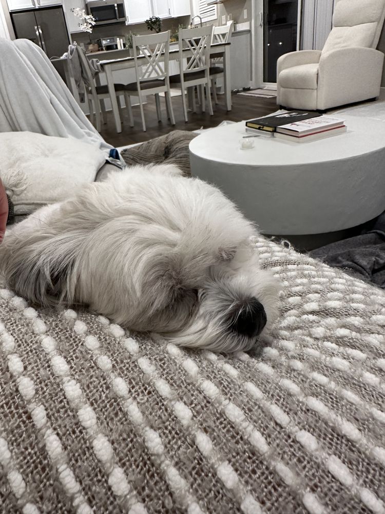 MIKAYLA’S PET SITTING Updated May 2024 12 Photos Woodbury