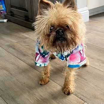 Barkbus Mobile Dog Grooming - Purported eye infection and facial matting - Pet Groomers Near Me