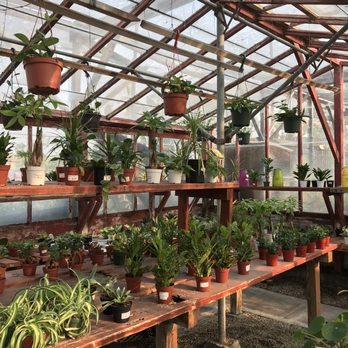 Lakewood Nursery - Nurseries & Gardening Near Me - Cypress, California Lakewood Nursery - Nurseries & Gardening Near Me - Cypress, California