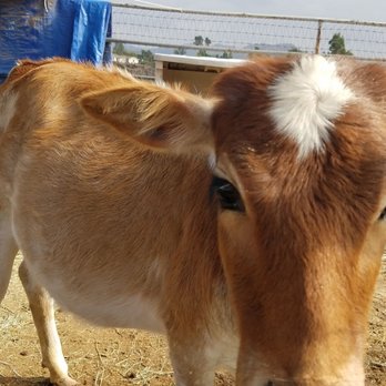Sugarplum Zoo - she loves head scratches! - Chocolatiers & Shops Near Me - Temecula, California