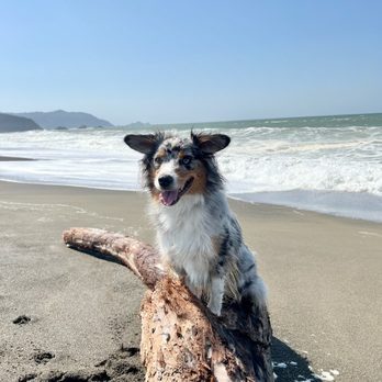 Vibrant K9 - Pet Training Near Me Vibrant K9 - Pet Training Near Me
