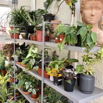 green neighbor - Greenhouse - Nurseries & Gardening Near Me - Baltimore, Maryland green neighbor - Greenhouse - Nurseries & Gardening Near Me - Baltimore, Maryland
