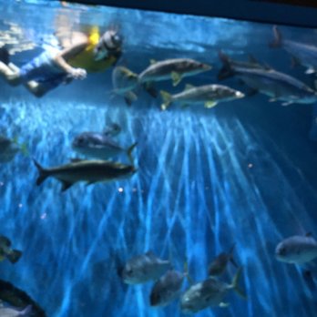 RumFish Grill - Seafood Near Me - St Pete Beach, Florida